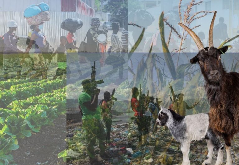 Lire la suite à propos de l’article Crise alimentaire en Haïti : renforcer la résilience des agriculteurs pour sauvegarder la production nationale